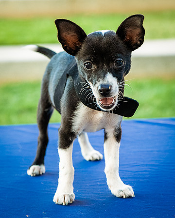 Foster Laila-9791