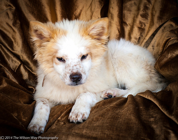 Foster Chai-8869