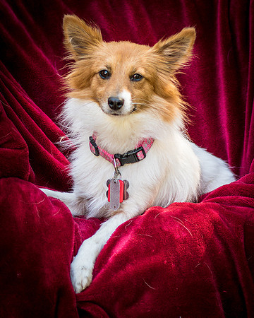 Foster Brandi-3318