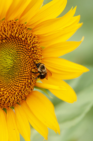 sunflowers-8387