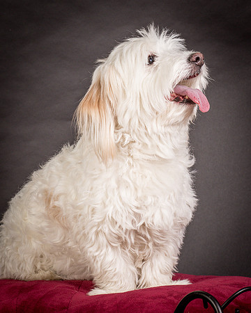 Foster Frosty-0579