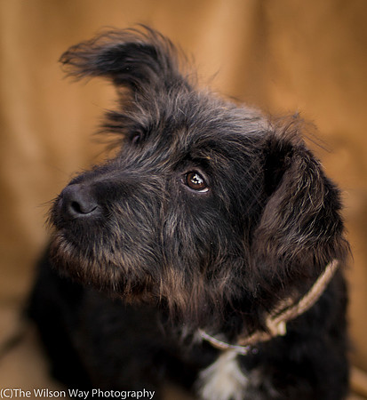 Foster Sidney-9542