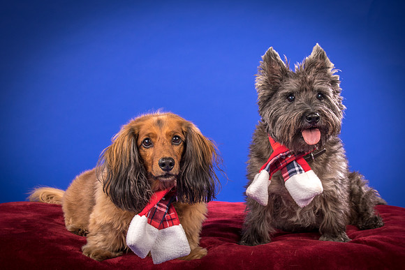 Sauls-Brodie and Baxter-5512