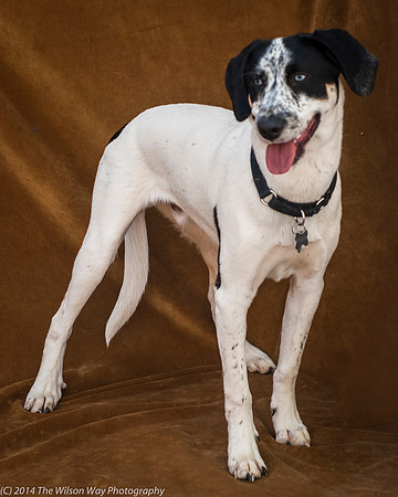 Foster Domino-2271