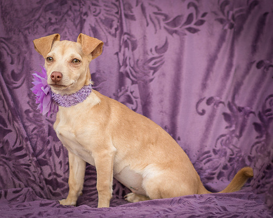 Foster Beatriz-7772