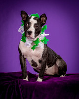 Foster Claire-4222
