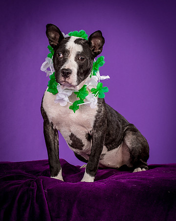 Foster Claire-4222
