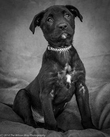 Foster Pokey-2426