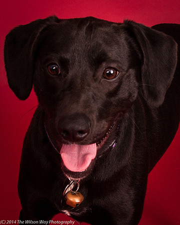Charley-6218