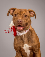 Foster Pumpkin-4658