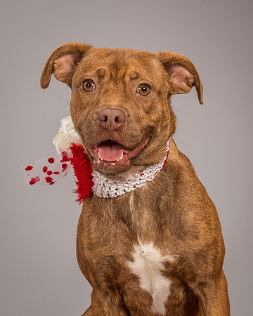 Foster Pumpkin-4658