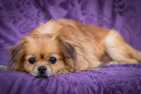 Foster Tia Maria-7857