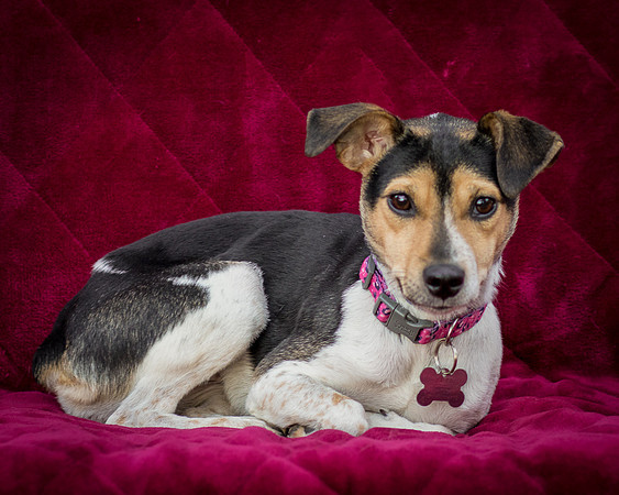 Foster Buffy-5578