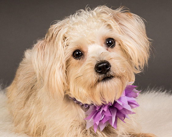 Foster Henrietta-8482