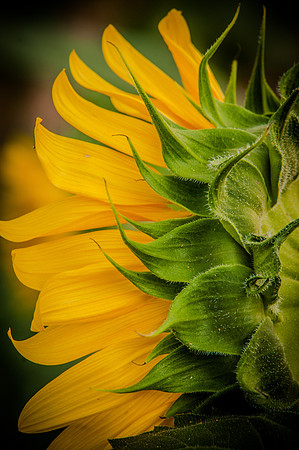 sunflowers-1970-2