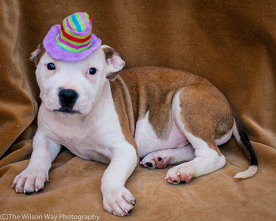Foster Arlo-9359