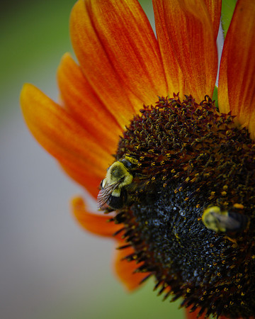 sunflowers-9273