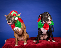 Brown-Jade and Louie-7344