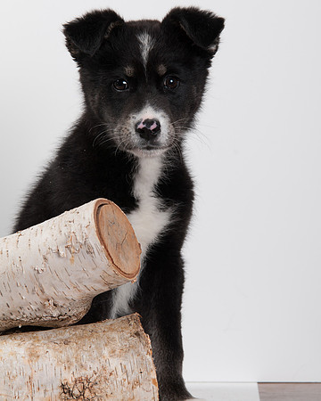 GCSPCA BB-6299