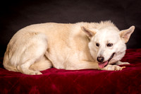 Foster Apache-0510