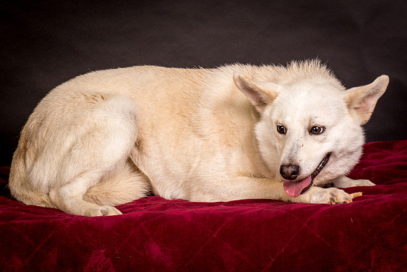 Foster Apache-0510
