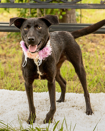 Darlington - Daisy-8679