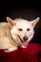 Foster Apache-0537