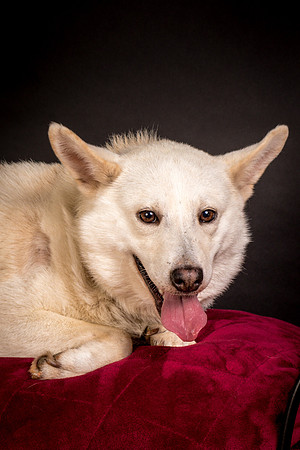 Foster Apache-0537