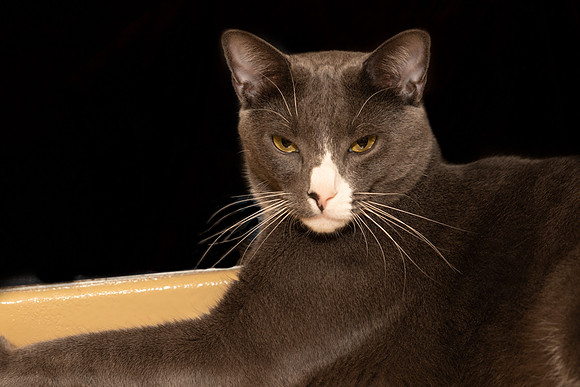 Foster Mittens-9529