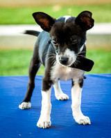 Foster Laila-9792