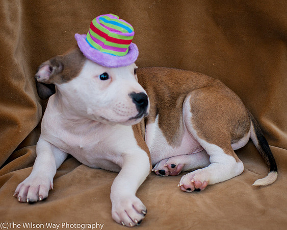 Foster Arlo-9361