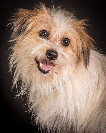 Foster Tiny-1474
