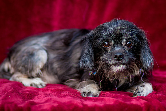 Foster Selene-2674