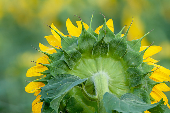 sunflowers-2016