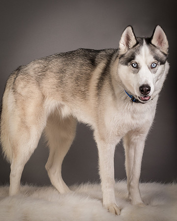 Foster Aspen-7636