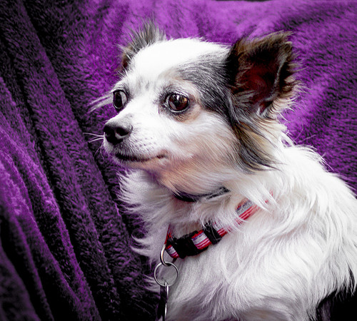 Foster Anouk-8798