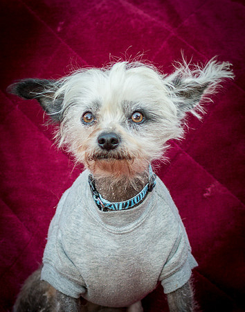 Foster Freckles-5460