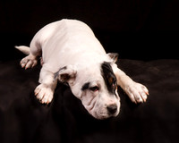 Foster Teddy-1223