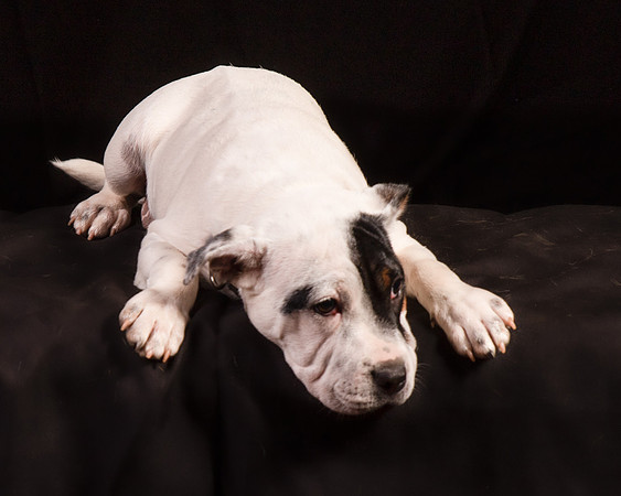 Foster Teddy-1223