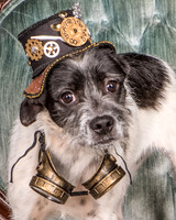 GCSPCA - Foster Billie