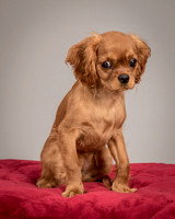 Charlie -4268