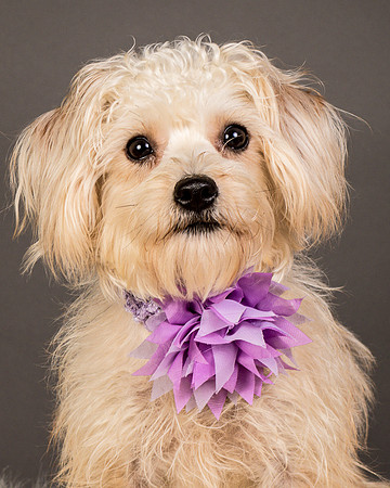 Foster Henrietta-8462