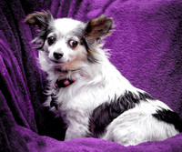 Foster Anouk-8759