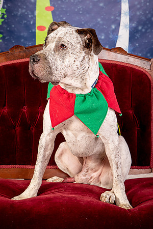 Foster Sylvester-0950