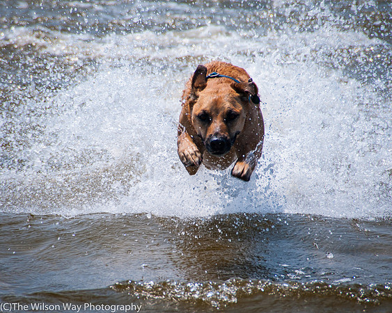 Roxy on the Run-7968