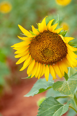 sunflowers-8767