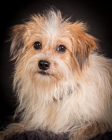 Foster Tiny-1278