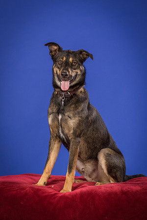 Golden-Tuco-0568