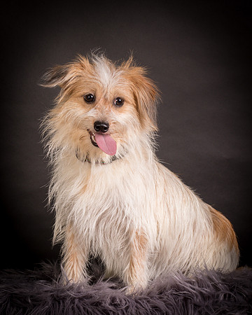 Foster Tiny-1224