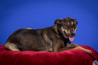 Golden-Tuco-0507